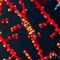 Boschma's Gorgonian Shrimp (Hamodactylus boschmai), photo taken in Indonesia, Bali, Tulamben, Batu Niti Slope Boschma's Gorgonian Shrimp (Hamodactylus boschmai), photo taken in Indonesia, Bali, Tulamben, Batu Niti Slope