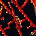 Boschma's Gorgonian Shrimp (Hamodactylus boschmai), photo taken in Indonesia, Bali, Tulamben, Batu Niti Slope Boschma's Gorgonian Shrimp (Hamodactylus boschmai), photo taken in Indonesia, Bali, Tulamben, Batu Niti Slope