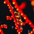 Boschma's Gorgonian Shrimp (Hamodactylus boschmai), photo taken in Indonesia, Bali, Tulamben, Batu Niti Slope Boschma's Gorgonian Shrimp (Hamodactylus boschmai), photo taken in Indonesia, Bali, Tulamben, Batu Niti Slope