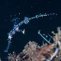 Ornate Ghost Pipefish (Solenostomus paradoxus), photo taken in Indonesia, Bali, Tulamben, Batu Niti Slope Ornate Ghost Pipefish (Solenostomus paradoxus), photo taken in Indonesia, Bali, Tulamben, Batu Niti Slope