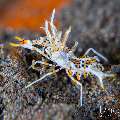 Tiger Shrimp (Phyllognathia ceratophthalma), photo taken in Indonesia, Bali, Tulamben, Batu Niti Slope Tiger Shrimp (Phyllognathia ceratophthalma), photo taken in Indonesia, Bali, Tulamben, Batu Niti Slope
