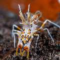 Tiger Shrimp (Phyllognathia ceratophthalma), photo taken in Indonesia, Bali, Tulamben, Batu Niti Slope Tiger Shrimp (Phyllognathia ceratophthalma), photo taken in Indonesia, Bali, Tulamben, Batu Niti Slope