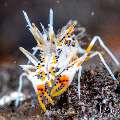 Tiger Shrimp (Phyllognathia ceratophthalma), photo taken in Indonesia, Bali, Tulamben, Batu Niti Slope Tiger Shrimp (Phyllognathia ceratophthalma), photo taken in Indonesia, Bali, Tulamben, Batu Niti Slope