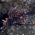 Zebra Lionfish (Dendrochirus zebra), photo taken in Indonesia, Bali, Tulamben, Batu Niti Slope Zebra Lionfish (Dendrochirus zebra), photo taken in Indonesia, Bali, Tulamben, Batu Niti Slope