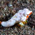Moyer's Dragonet (Synchiropus moyeri), photo taken in Indonesia, Bali, Tulamben, Batu Niti Slope Moyer's Dragonet (Synchiropus moyeri), photo taken in Indonesia, Bali, Tulamben, Batu Niti Slope