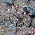 Banded Coral Shrimp (Stenopus hispidus), photo taken in Indonesia, Bali, Tulamben, Batu Niti Slope Banded Coral Shrimp (Stenopus hispidus), photo taken in Indonesia, Bali, Tulamben, Batu Niti Slope