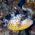 Juvenile, Triggerfish, photo taken in Indonesia, Bali, Tulamben, Bulakan Slope Juvenile, Triggerfish, photo taken in Indonesia, Bali, Tulamben, Bulakan Slope