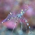 Cave Cleaner Shrimp (Urocaridella pulchella), photo taken in Indonesia, Bali, Tulamben, Bulakan Slope Cave Cleaner Shrimp (Urocaridella pulchella), photo taken in Indonesia, Bali, Tulamben, Bulakan Slope