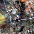 Banded Coral Shrimp (Stenopus hispidus), photo taken in Indonesia, Bali, Tulamben, Bulakan Slope Banded Coral Shrimp (Stenopus hispidus), photo taken in Indonesia, Bali, Tulamben, Bulakan Slope