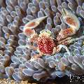 Spotted porcelain crab (Neopetrolisthes maculatus), photo taken in Indonesia, Bali, Tulamben, Bulakan Slope Spotted porcelain crab (Neopetrolisthes maculatus), photo taken in Indonesia, Bali, Tulamben, Bulakan Slope