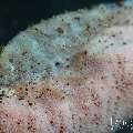Cryptic Sponge Shrimp (Gelastocaris paronae), photo taken in Indonesia, Bali, Tulamben, Bulakan Slope Cryptic Sponge Shrimp (Gelastocaris paronae), photo taken in Indonesia, Bali, Tulamben, Bulakan Slope