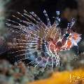 Broadbarred Lionfish (Pterois antennata), photo taken in Indonesia, Bali, Tulamben, Bulakan Slope Broadbarred Lionfish (Pterois antennata), photo taken in Indonesia, Bali, Tulamben, Bulakan Slope