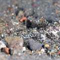 Dusky Dragonet (Callionymus sp), photo taken in Indonesia, Bali, Tulamben, Bulakan Slope Dusky Dragonet (Callionymus sp), photo taken in Indonesia, Bali, Tulamben, Bulakan Slope