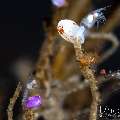 Hydroid Ladybug Amphipod (Lysianassidae sp.), Violet Ladybug Amphipod (Lysianassidae sp.), photo taken in Indonesia, Bali, Tulamben, Bulakan Slope Hydroid Ladybug Amphipod (Lysianassidae sp.), Violet Ladybug Amphipod (Lysianassidae sp.), photo taken in Indonesia, Bali, Tulamben, Bulakan Slope