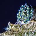 , photo taken in Indonesia, Bali, Tulamben, Bulakan Slope , photo taken in Indonesia, Bali, Tulamben, Bulakan Slope