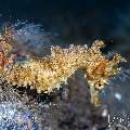 Hedgehog Seahorse (Hippocampus spinosissimus), photo taken in Indonesia, Bali, Tulamben, Bulakan Slope Hedgehog Seahorse (Hippocampus spinosissimus), photo taken in Indonesia, Bali, Tulamben, Bulakan Slope