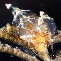 Nudibranch, photo taken in Indonesia, Bali, Tulamben, Bulakan Slope Nudibranch, photo taken in Indonesia, Bali, Tulamben, Bulakan Slope