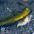 Tiger Snapping Shrimp (Alpheus bellulus), Yellow Shrimpgoby (Cryptocentrus cinctus), photo taken in Indonesia, Bali, Tulamben, Bulakan Slope Tiger Snapping Shrimp (Alpheus bellulus), Yellow Shrimpgoby (Cryptocentrus cinctus), photo taken in Indonesia, Bali, Tulamben, Bulakan Slope