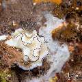 Nudibranch, photo taken in Indonesia, Bali, Tulamben, Tukad Linggah Nudibranch, photo taken in Indonesia, Bali, Tulamben, Tukad Linggah