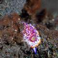 Nudibranch, photo taken in Indonesia, Bali, Tulamben, Tukad Linggah Nudibranch, photo taken in Indonesia, Bali, Tulamben, Tukad Linggah