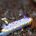Nudibranch, photo taken in Indonesia, Bali, Tulamben, Tukad Linggah Nudibranch, photo taken in Indonesia, Bali, Tulamben, Tukad Linggah