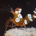 Sexy Shrimp (Thor amboinensis), photo taken in Indonesia, Bali, Tulamben, Tukad Linggah Sexy Shrimp (Thor amboinensis), photo taken in Indonesia, Bali, Tulamben, Tukad Linggah
