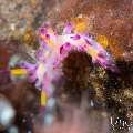 Nudibranch, photo taken in Indonesia, Bali, Tulamben, Tukad Linggah Nudibranch, photo taken in Indonesia, Bali, Tulamben, Tukad Linggah