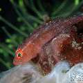 Mozambique Ghostgoby (Pleurosicya mossambica), photo taken in Indonesia, Bali, Tulamben, Tukad Linggah Mozambique Ghostgoby (Pleurosicya mossambica), photo taken in Indonesia, Bali, Tulamben, Tukad Linggah