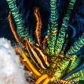Crinoid Squatlobster (Allogalathea elegans), photo taken in Indonesia, Bali, Tulamben, Tukad Linggah Crinoid Squatlobster (Allogalathea elegans), photo taken in Indonesia, Bali, Tulamben, Tukad Linggah