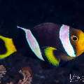 Klark’s Anemonefish (Amphiprion clarkii), photo taken in Indonesia, Bali, Tulamben, Tukad Linggah Klark’s Anemonefish (Amphiprion clarkii), photo taken in Indonesia, Bali, Tulamben, Tukad Linggah