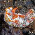 Nudibranch (Plocamopherus margaritae), photo taken in Indonesia, Bali, Tulamben, Tukad Linggah Nudibranch (Plocamopherus margaritae), photo taken in Indonesia, Bali, Tulamben, Tukad Linggah