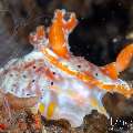 Nudibranch (Plocamopherus margaritae), photo taken in Indonesia, Bali, Tulamben, Tukad Linggah Nudibranch (Plocamopherus margaritae), photo taken in Indonesia, Bali, Tulamben, Tukad Linggah