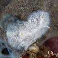 Nudibranch, photo taken in Indonesia, Bali, Tulamben, Tukad Linggah Nudibranch, photo taken in Indonesia, Bali, Tulamben, Tukad Linggah
