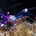 Yellow-Spotted Anemone Shrimp (Ancylomenes luteomaculatus), photo taken in Indonesia, Bali, Tulamben, Tukad Linggah Yellow-Spotted Anemone Shrimp (Ancylomenes luteomaculatus), photo taken in Indonesia, Bali, Tulamben, Tukad Linggah
