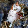 Warty Frogfish (Antennarius maculatus), photo taken in Indonesia, Bali, Tulamben, Tukad Linggah Warty Frogfish (Antennarius maculatus), photo taken in Indonesia, Bali, Tulamben, Tukad Linggah
