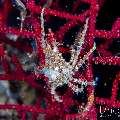 , photo taken in Indonesia, Bali, Tulamben, Tukad Linggah , photo taken in Indonesia, Bali, Tulamben, Tukad Linggah