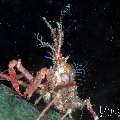 , photo taken in Indonesia, Bali, Tulamben, Tukad Linggah , photo taken in Indonesia, Bali, Tulamben, Tukad Linggah