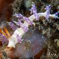 Nudibranch, photo taken in Indonesia, Bali, Tulamben, Tukad Linggah Nudibranch, photo taken in Indonesia, Bali, Tulamben, Tukad Linggah