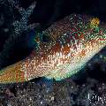 Compressed Toby (Canthigaster compressa), photo taken in Indonesia, Bali, Tulamben, Tukad Linggah Compressed Toby (Canthigaster compressa), photo taken in Indonesia, Bali, Tulamben, Tukad Linggah