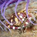 Harlequin Swimmer Crab (Lissocarcinus laevis), photo taken in Indonesia, Bali, Tulamben, Tukad Linggah Harlequin Swimmer Crab (Lissocarcinus laevis), photo taken in Indonesia, Bali, Tulamben, Tukad Linggah