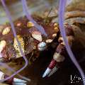 Harlequin Swimmer Crab (Lissocarcinus laevis), photo taken in Indonesia, Bali, Tulamben, Tukad Linggah Harlequin Swimmer Crab (Lissocarcinus laevis), photo taken in Indonesia, Bali, Tulamben, Tukad Linggah