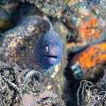 Whiteeyed Moray (Gymnothorax thyrsoideus), photo taken in Indonesia, Bali, Tulamben, Tukad Linggah Whiteeyed Moray (Gymnothorax thyrsoideus), photo taken in Indonesia, Bali, Tulamben, Tukad Linggah