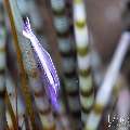 Purple urchin shrimp (Stegopontonia commensalis), photo taken in Indonesia, Bali, Tulamben, Tukad Linggah Purple urchin shrimp (Stegopontonia commensalis), photo taken in Indonesia, Bali, Tulamben, Tukad Linggah