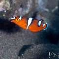 Yellowtail Coris (Coris gaimard), photo taken in Indonesia, Bali, Tulamben, Tukad Linggah Yellowtail Coris (Coris gaimard), photo taken in Indonesia, Bali, Tulamben, Tukad Linggah