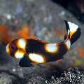 Juvenile, Oriental Sweetlip (Plectorhinchus vittatus), photo taken in Indonesia, Bali, Tulamben, Tukad Linggah Juvenile, Oriental Sweetlip (Plectorhinchus vittatus), photo taken in Indonesia, Bali, Tulamben, Tukad Linggah