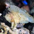 Leaf Scorpionfish (Taenianotus triacanthus), photo taken in Indonesia, Bali, Tulamben, Tukad Linggah Leaf Scorpionfish (Taenianotus triacanthus), photo taken in Indonesia, Bali, Tulamben, Tukad Linggah