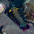 Peacock Mantis Shrimp (Odontodactylus scyllarus), photo taken in Indonesia, Bali, Tulamben, Tukad Linggah Peacock Mantis Shrimp (Odontodactylus scyllarus), photo taken in Indonesia, Bali, Tulamben, Tukad Linggah