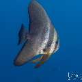 Blanthead Batfish (Platax teira), photo taken in Indonesia, Bali, Tulamben, Tukad Linggah Blanthead Batfish (Platax teira), photo taken in Indonesia, Bali, Tulamben, Tukad Linggah