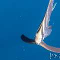 Blanthead Batfish (Platax teira), photo taken in Indonesia, Bali, Tulamben, Tukad Linggah Blanthead Batfish (Platax teira), photo taken in Indonesia, Bali, Tulamben, Tukad Linggah
