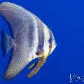 Blanthead Batfish (Platax teira), photo taken in Indonesia, Bali, Tulamben, Tukad Linggah Blanthead Batfish (Platax teira), photo taken in Indonesia, Bali, Tulamben, Tukad Linggah
